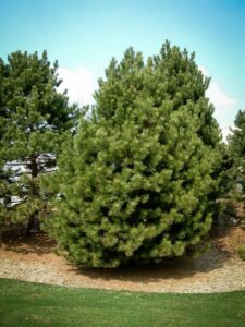 Сосна Чёрная (Pinus Nigra) купить по цене от 270.00р. в интернет-магазине «Посадика» с доставкой почтой в в Ростове-на-Дону и по всей России – [изображение №1].