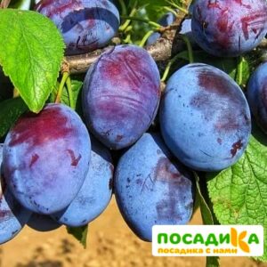 Слива Чачакская ранняя купить по цене от 229.00р. в интернет-магазине «Посадика» с доставкой почтой в в Ростове-на-Дону и по всей России – [изображение №1].