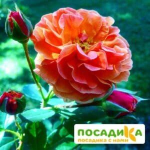 Роза Арабия купить по цене от 350.00р. в интернет-магазине «Посадика» с доставкой почтой в в Ростове-на-Дону и по всей России – [изображение №1].