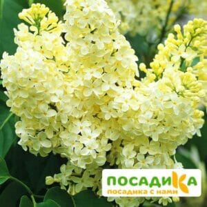 Сирень Примроуз (Primrose) купить по цене от 529.00р. в интернет-магазине «Посадика» с доставкой почтой в в Ростове-на-Дону и по всей России – [изображение №1].