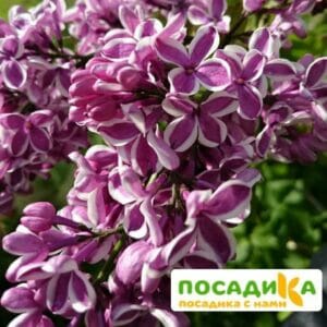 Сирень Сенсация купить по цене от 529.00р. в интернет-магазине «Посадика» с доставкой почтой в в Ростове-на-Дону и по всей России – [изображение №1].