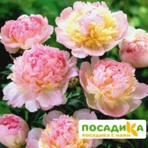 Пион Распберри Сандей (Paeonia Raspberry Sundae) купить по цене от 959р. в интернет-магазине «Посадика» с доставкой почтой в в Ростове-на-Дону и по всей России – [изображение №1].