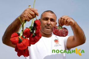 Клубника Гигант Джорнея купить по цене от 266р. в интернет-магазине «Посадика» с доставкой почтой в в Ростове-на-Дону и по всей России – [изображение №1].