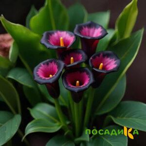 Калла Аура Лейс купить по цене от 400р. в интернет-магазине «Посадика» с доставкой почтой в в Ростове-на-Дону и по всей России – [изображение №1].