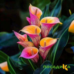 Калла Оникс купить по цене от 450р. в интернет-магазине «Посадика» с доставкой почтой в в Ростове-на-Дону и по всей России – [изображение №1].