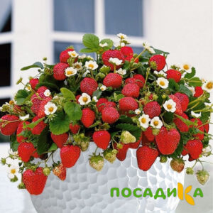 Клубника Рубиновый Шепот (горшечная) купить по цене от 240р. в интернет-магазине «Посадика» с доставкой почтой в в Ростове-на-Дону и по всей России – [изображение №1].