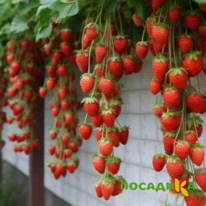 Клубника вьющаяся Комплимент купить по цене от 470р. в интернет-магазине «Посадика» с доставкой почтой в в Ростове-на-Дону и по всей России – [изображение №1].