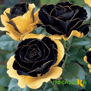 Роза Ханни Сикл купить по цене от 700р. в интернет-магазине «Посадика» с доставкой почтой в в Ростове-на-Дону и по всей России – [изображение №1].