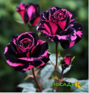 Роза Багровый Шепот купить по цене от 366р. в интернет-магазине «Посадика» с доставкой почтой в в Ростове-на-Дону и по всей России – [изображение №1].