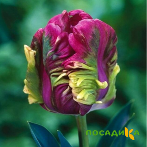 Тюльпан Экзотик Хэвен купить по цене от 186р. в интернет-магазине «Посадика» с доставкой почтой в в Ростове-на-Дону и по всей России – [изображение №1].